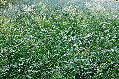 Spencer暗示微软将在Xbox手柄中整合DualSense功能